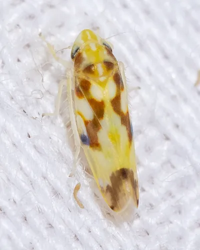 Virginia Creeper Leafhopper