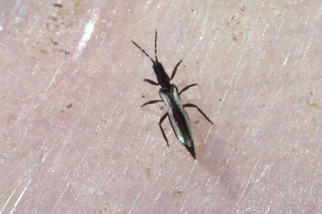 Erythrothrips arizonae