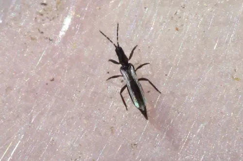 Erythrothrips arizonae - photo 3
