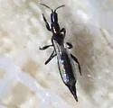 Erythrothrips keeni - photo 2