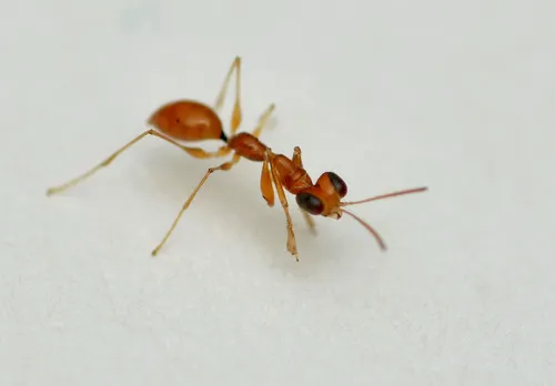Esagonatopus niger