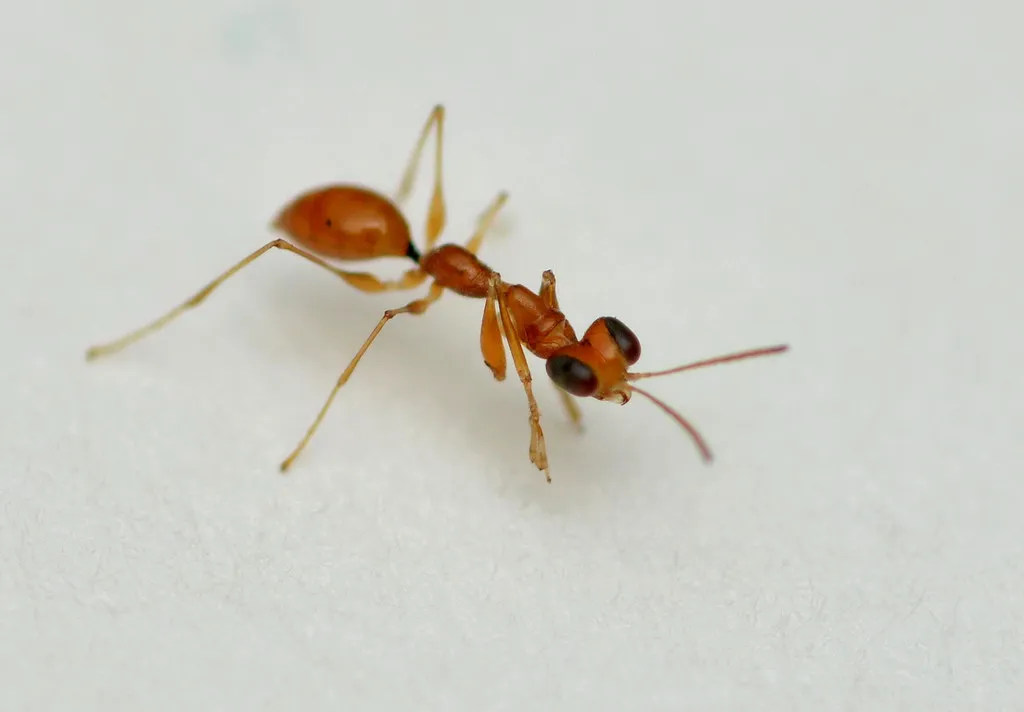 Esagonatopus niger - photo 3