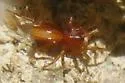 Escaphiella hespera
