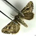 Escaria homogena - Hodges#9832