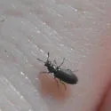 Eschatocrepis constrictus - photo 2