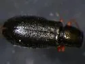 Eschatocrepis constrictus - photo 3