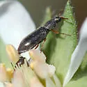 Eschatocrepis constrictus - photo 4