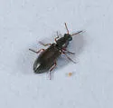 Eschatocrepis constrictus - photo 5
