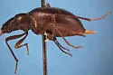 Eschatomoxys pholeter - photo 2