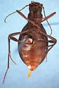 Eschatomoxys pholeter - photo 3