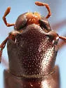Eschatomoxys pholeter - photo 4