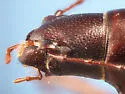 Eschatomoxys pholeter - photo 5