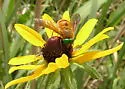 Esenbeckia incisuralis
