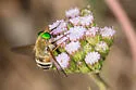 Esenbeckia incisuralis - photo 2