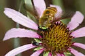 Esenbeckia incisuralis - photo 3