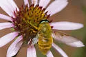 Esenbeckia incisuralis - photo 4