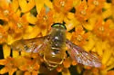 Esenbeckia incisuralis - photo 5