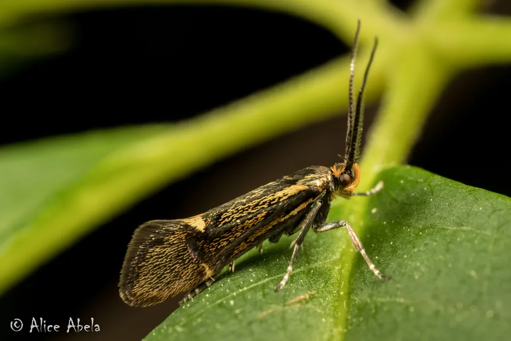 Esperia sulphurella - photo 2