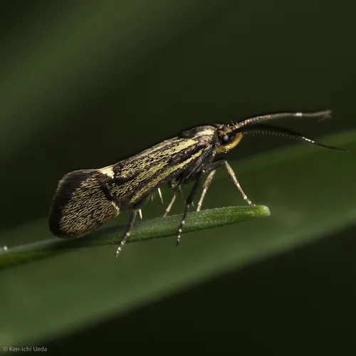 Esperia sulphurella - photo 4