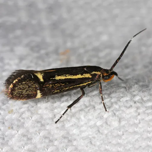 Esperia sulphurella - photo 5