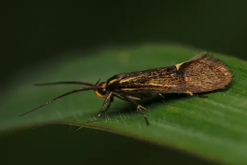 Esperia sulphurella - photo 6
