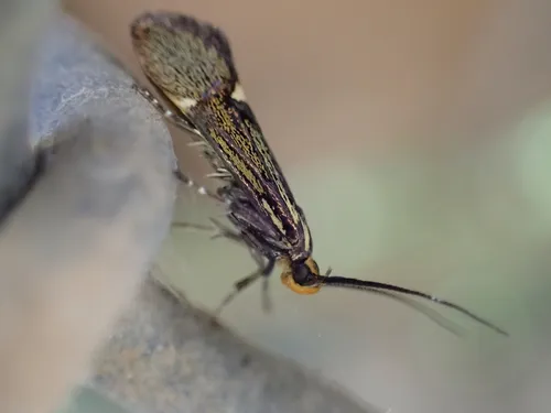 Esperia sulphurella - photo 7