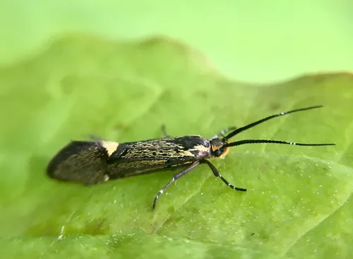 Esperia sulphurella - photo 8