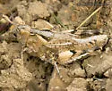 Vanduzee's Grasshopper