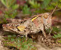 Vanduzee's Grasshopper - photo 2