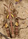 Vanduzee's Grasshopper - photo 3