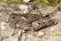 Vanduzee's Grasshopper - photo 4