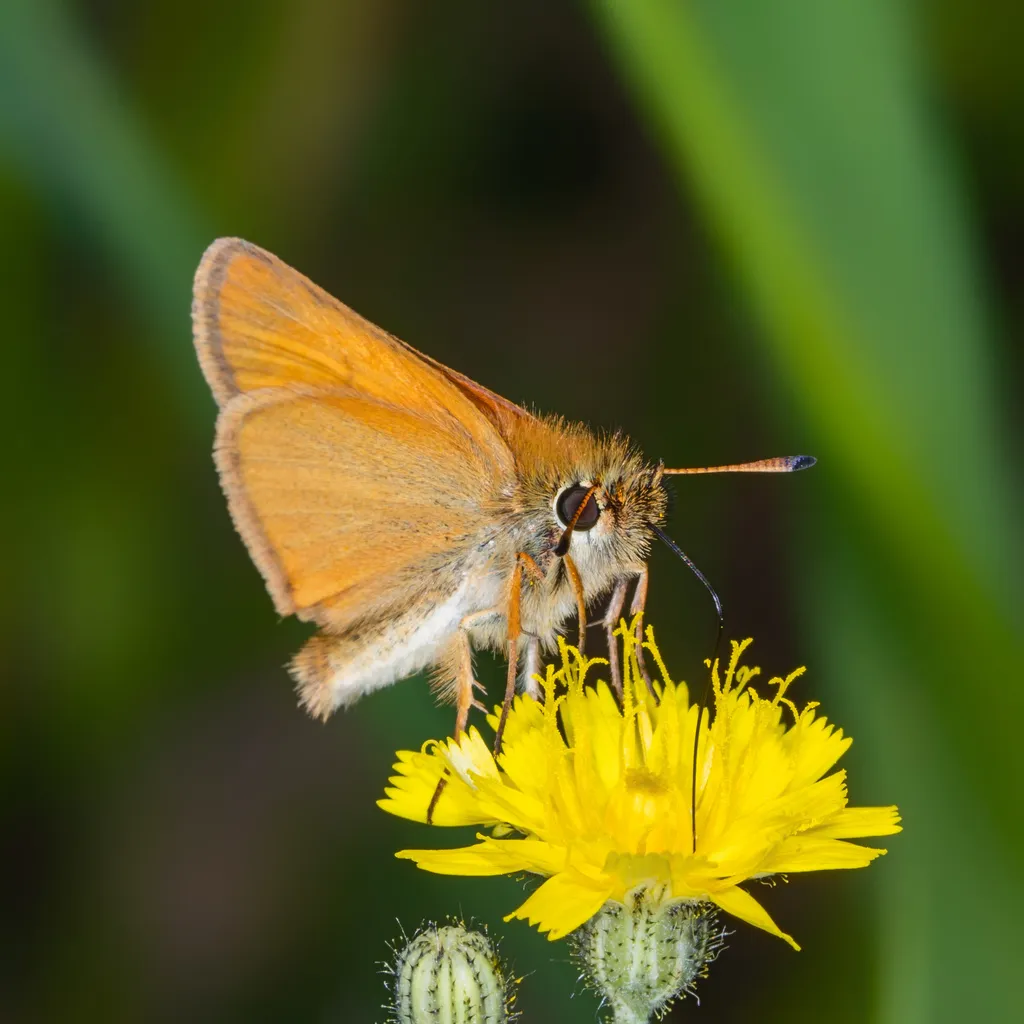 Essex Skipper - photo 2