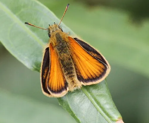 Essex Skipper - photo 4