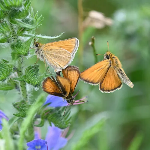 Essex Skipper - photo 6
