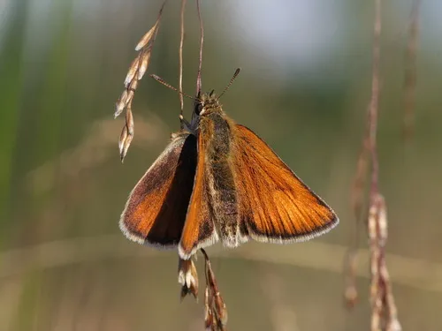 Essex Skipper - photo 7