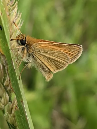 Essex Skipper - photo 8