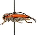Essostrutha laeta - photo 2