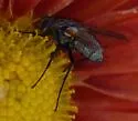 Estheria cinerea - Estheria cinerea
