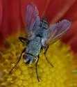Estheria cinerea - photo 2