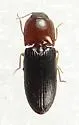 Esthesopus atripennis