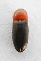 Esthesopus atripennis - photo 2