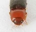 Esthesopus atripennis - photo 3