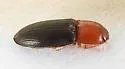 Esthesopus atripennis - photo 4
