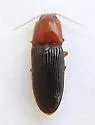 Esthesopus atripennis - photo 5