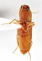 Esthesopus mitis - photo 3