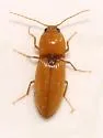 Esthesopus parcus