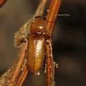 Esthesopus parcus - photo 2
