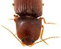 Esthesopus parcus - photo 3
