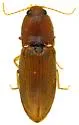 Esthesopus parcus - photo 4