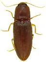 Esthesopus parcus - photo 5